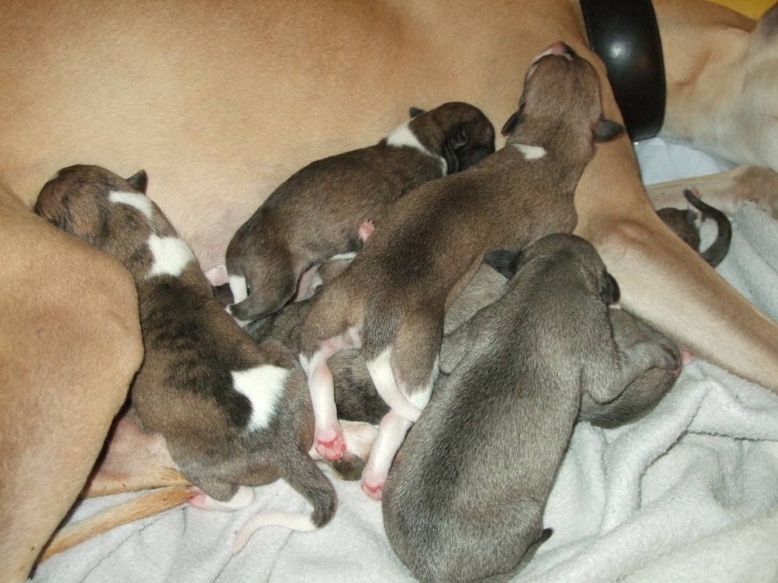 Welpen01-11-2015_01 Welpen01-11-2015_01